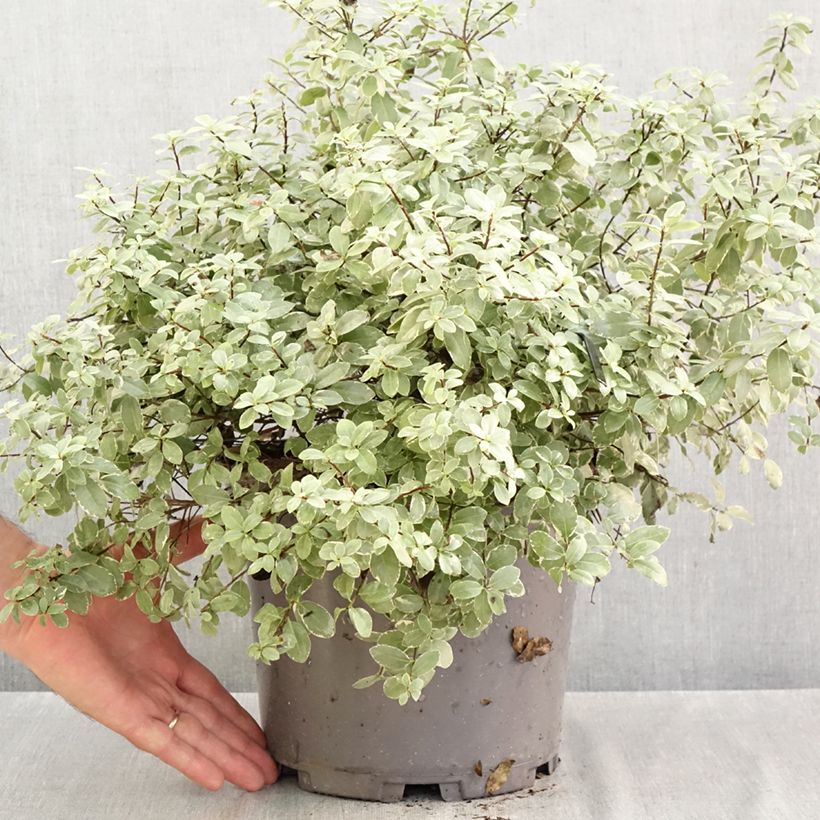 Spécimen de Pittosporum tenuifolium Silver Ball Pot de 7,5L/10L, Boule, Boule 30/40 tel que livré en automne