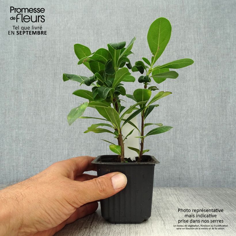 Spécimen de Pittosporum tobira - Pittospore du Japon Godet de 8/9 cm tel que livré en automne