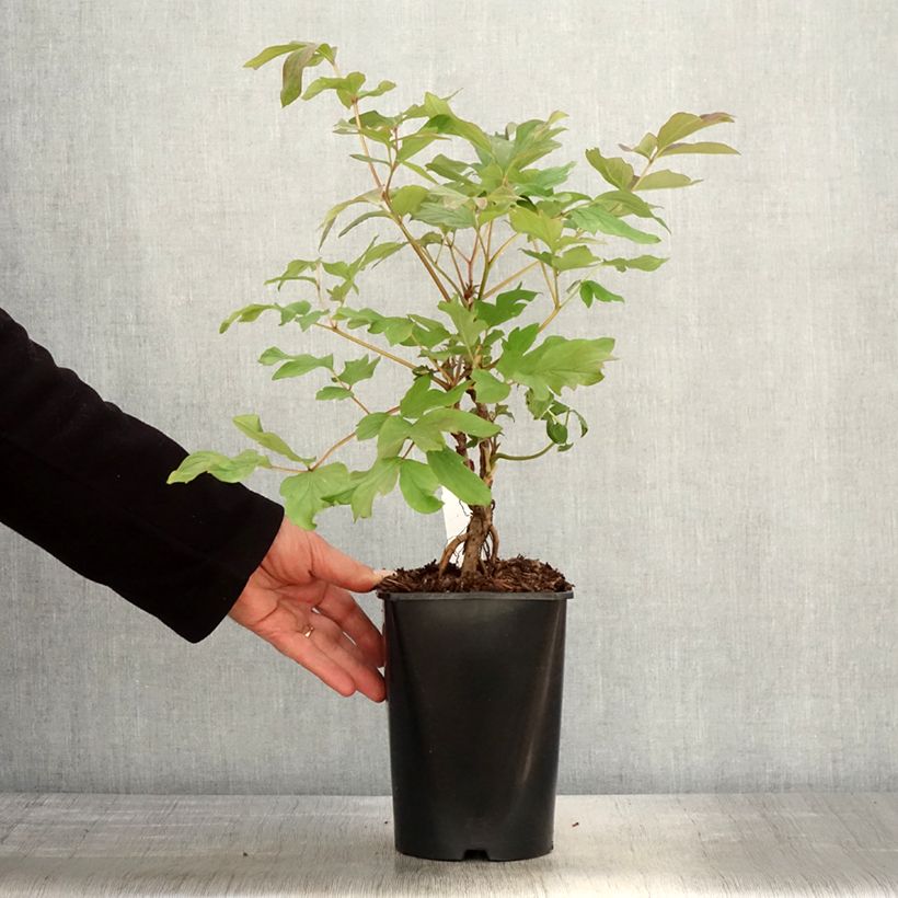 Spécimen de Pivoine arbustive 08 Juan Ye Hong - Paeonia suffruticosa Pot de 2L/3L tel que livré au printemps