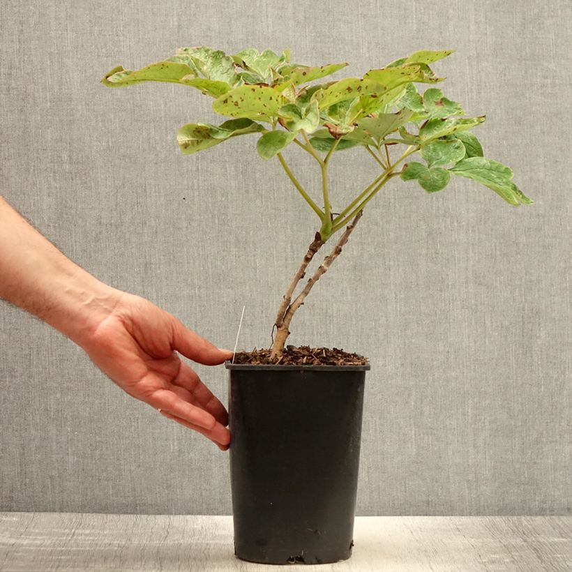 Example of Pivoine arbustive Xue Ta - Paeonia suffruticosa Pot de 2L/3L as you get in printemps