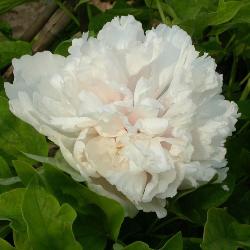 Pivoine arbustive Xue Ta - Paeonia suffruticosa (Flowering)