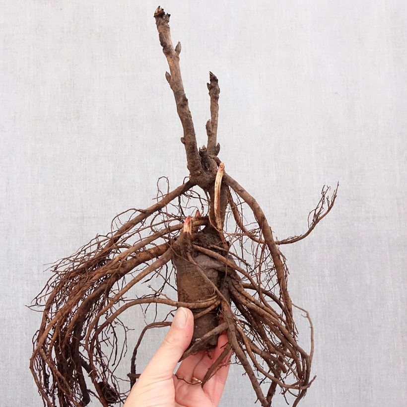 Spécimen de Pivoine arbustive Camouflage (Dao Jin) - Paeonia suffruticosa Souche 3/5 yeux tel que livré en hiver