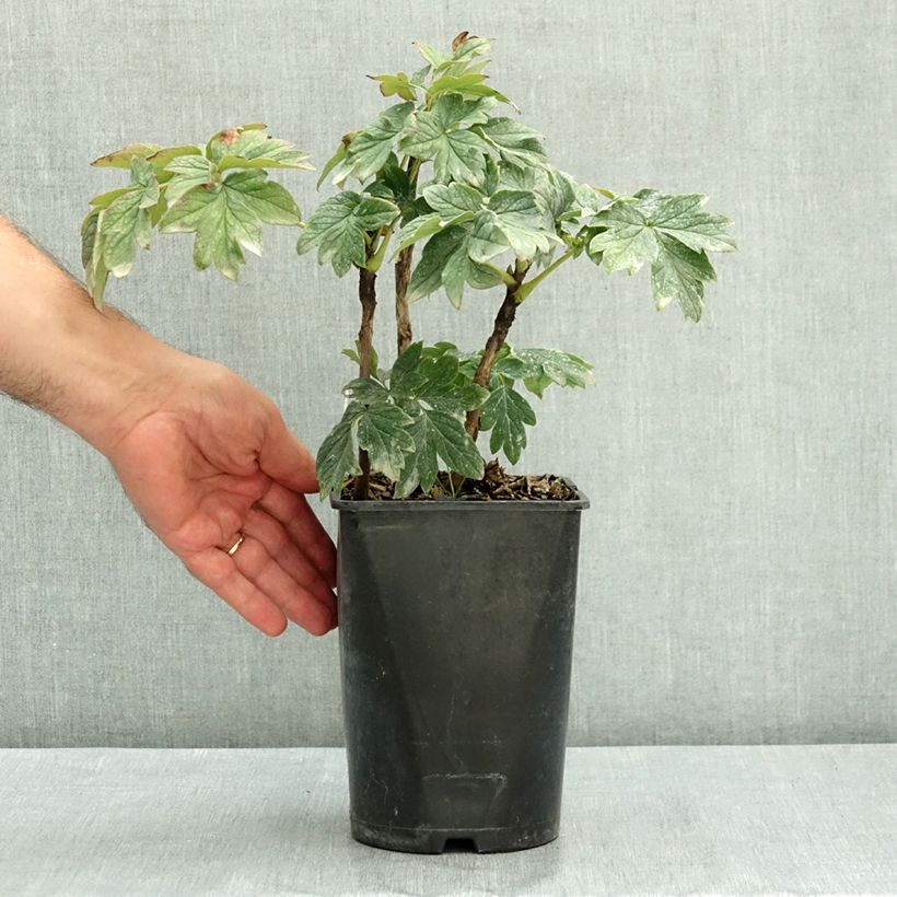 Spécimen de Pivoine arbustive Luo Yang Hong - Paeonia suffruticosa Pot de 2L/3L tel que livré en été