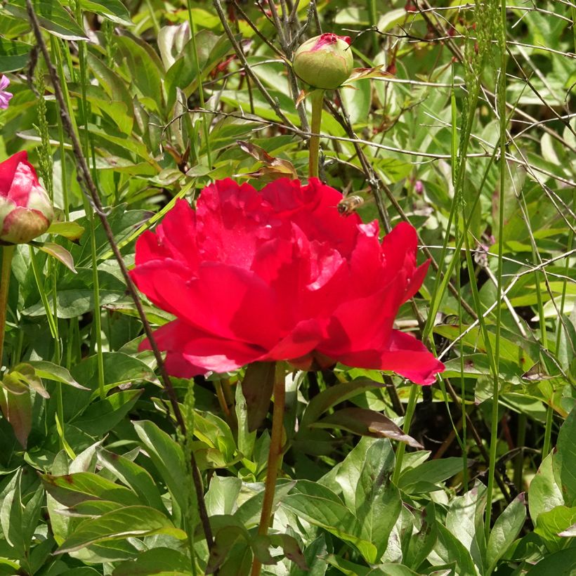 Pivoine Blaze (Floraison)