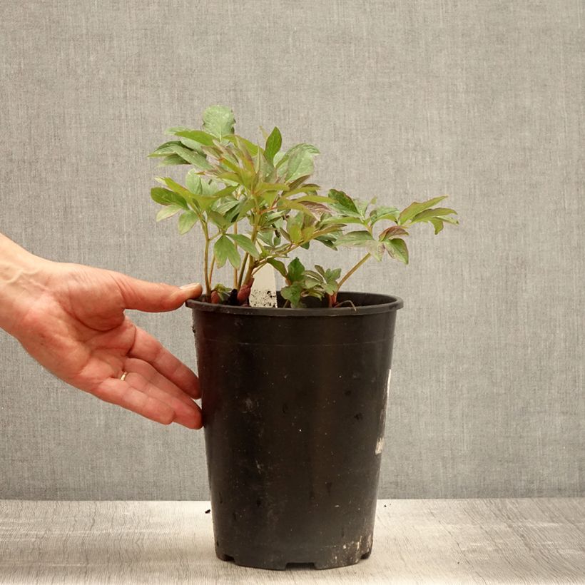 Example of Pivoine botanique - Paeonia officinalis Mollis Pot de 3L/4L as you get in printemps