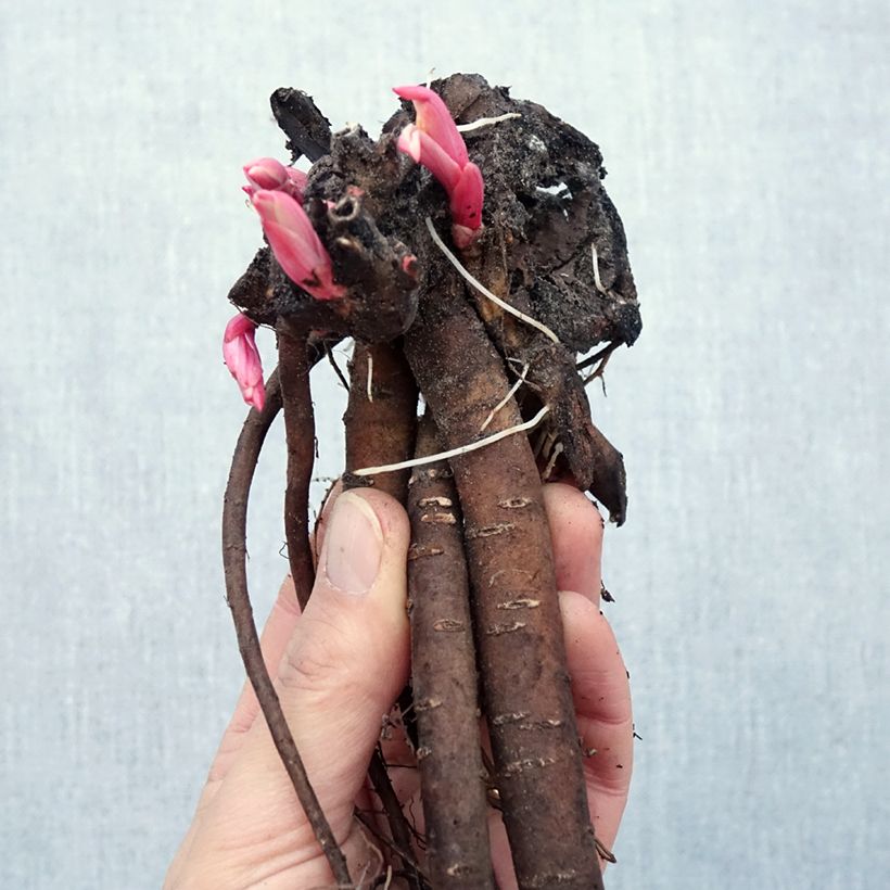 Spécimen de Pivoine botanique - Paeonia tenuifolia Racines nues, Souche 3/5 yeux tel que livré en hiver