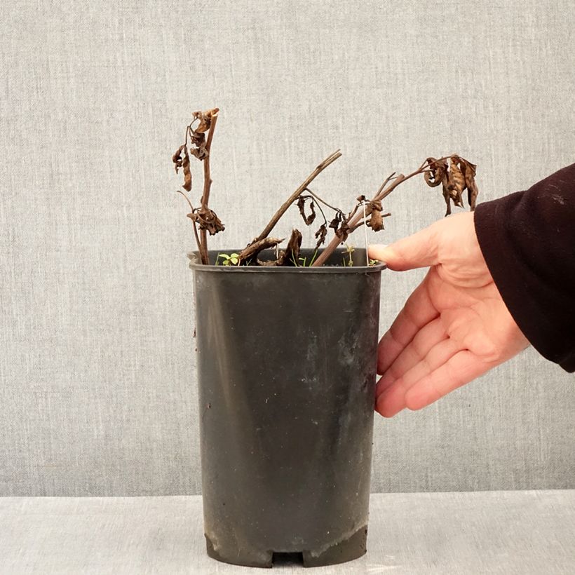 Spécimen de Pivoine Claire de Lune Pot de 3L/4L tel que livré en automne