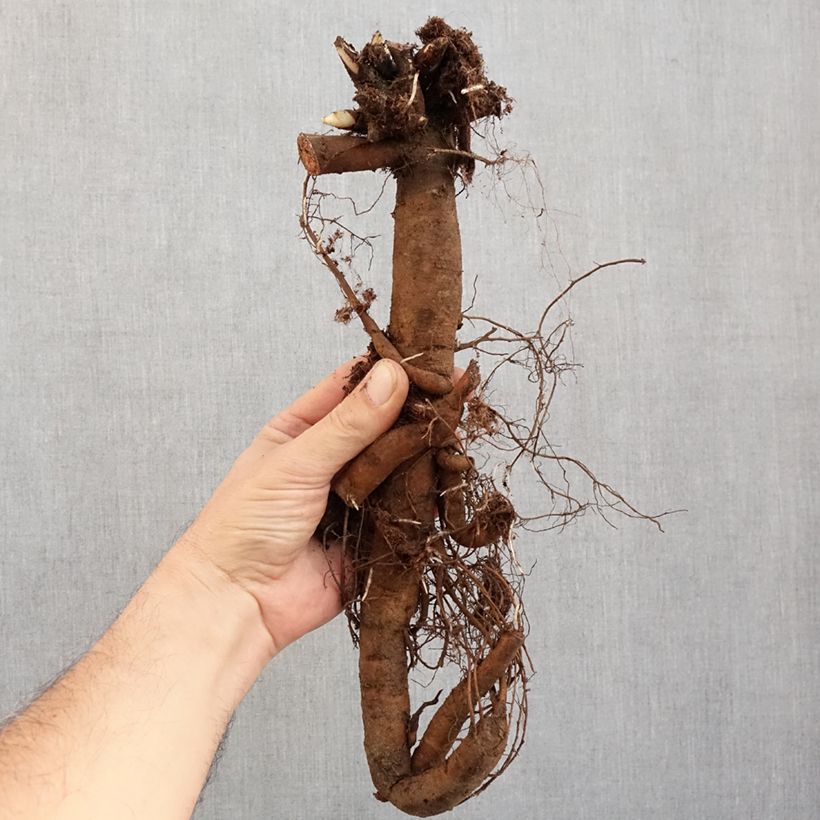 Example of Pivoine Claire de Lune Souche 3/5 yeux as you get in hiver