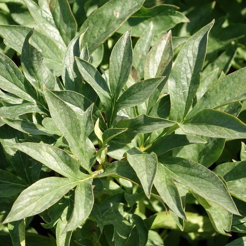 Pivoine Coral Sunset (Foliage)