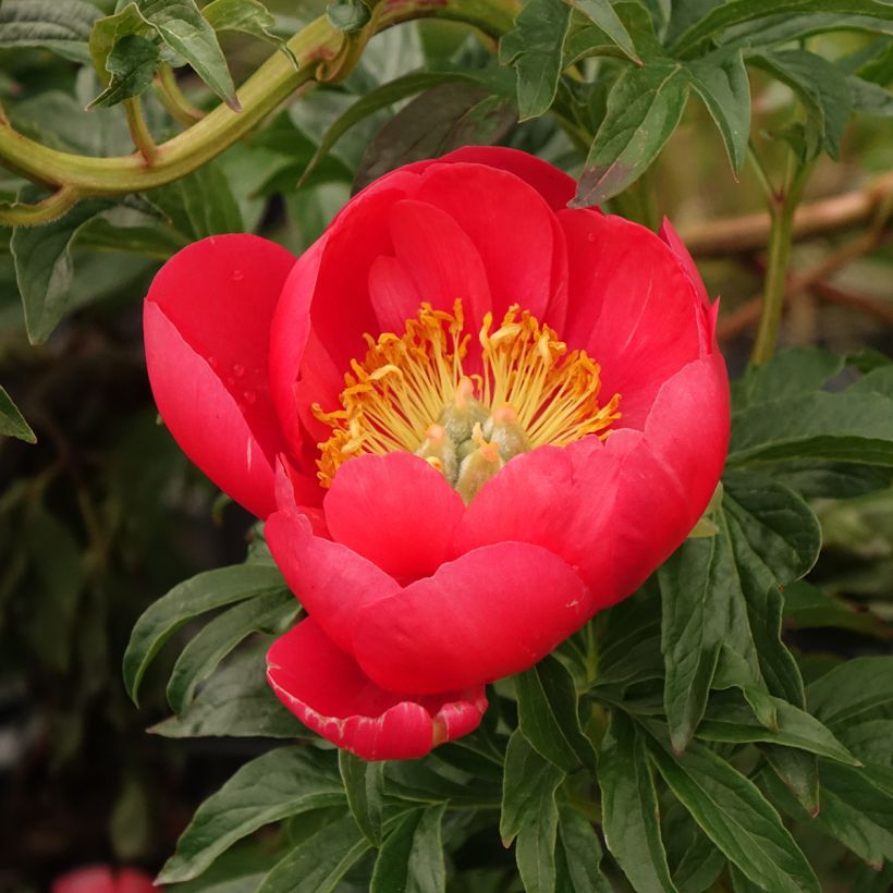 Pivoine Coral Sunset (Floraison)