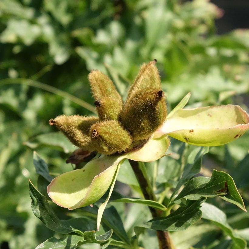 Pivoine Coral Sunset (Harvest)