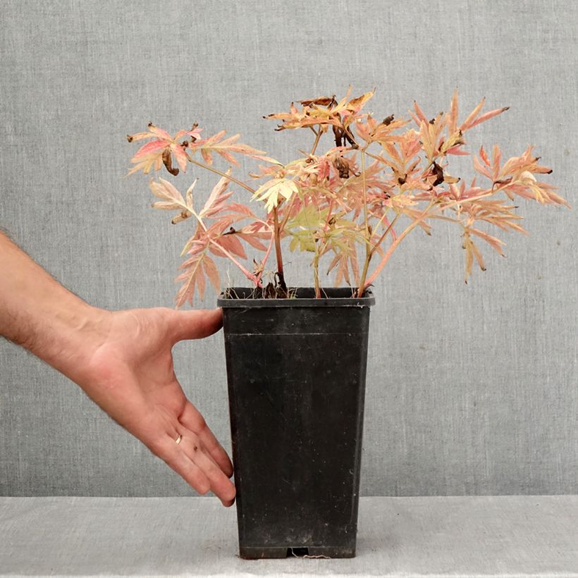 Spécimen de Pivoine emodi Late Windflower - Pivoine botanique Pot de 3L/4L tel que livré en automne
