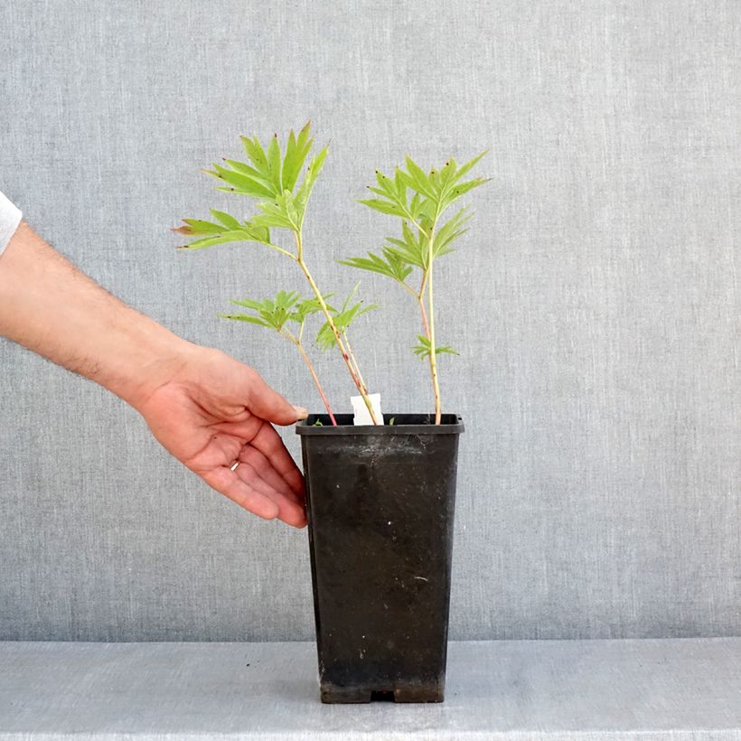 Example of Pivoine emodi Late Windflower - Pivoine botanique Pot de 3L/4L as you get in printemps