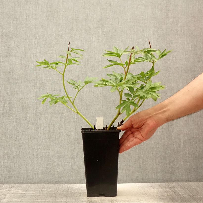 Spécimen de Pivoine Flame Pot de 3L/4L tel que livré en été