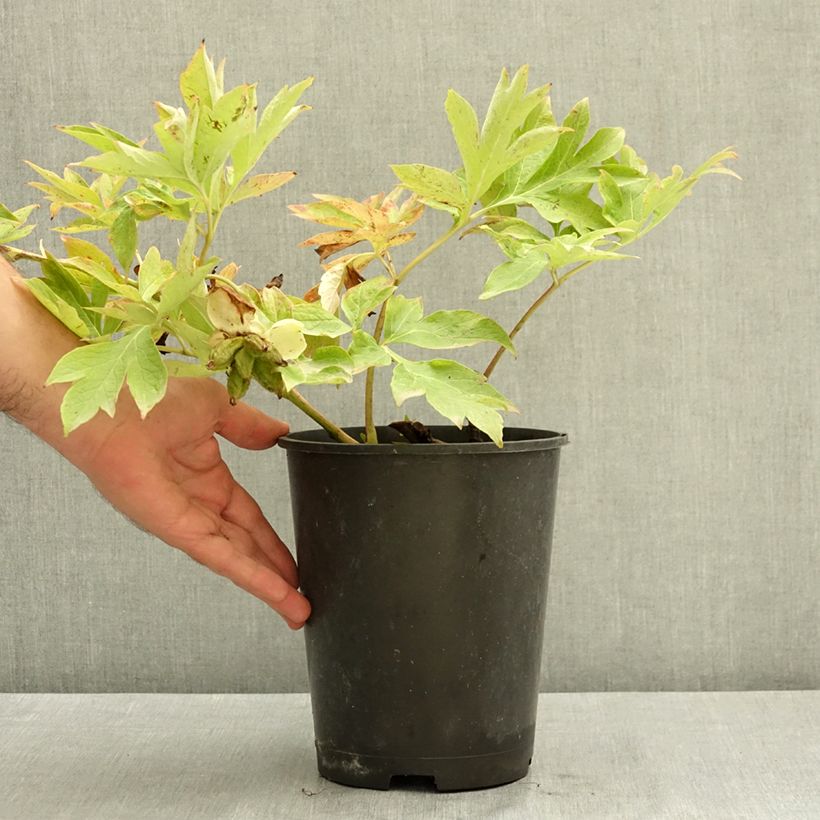 Spécimen de Pivoine Itoh Bartzella Pot de 7,5L/10L, Qualité extra tel que livré en été