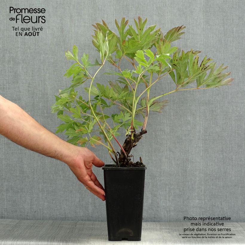 Spécimen de Pivoine Itoh First Arrival Pot de 3L/4L tel que livré en été