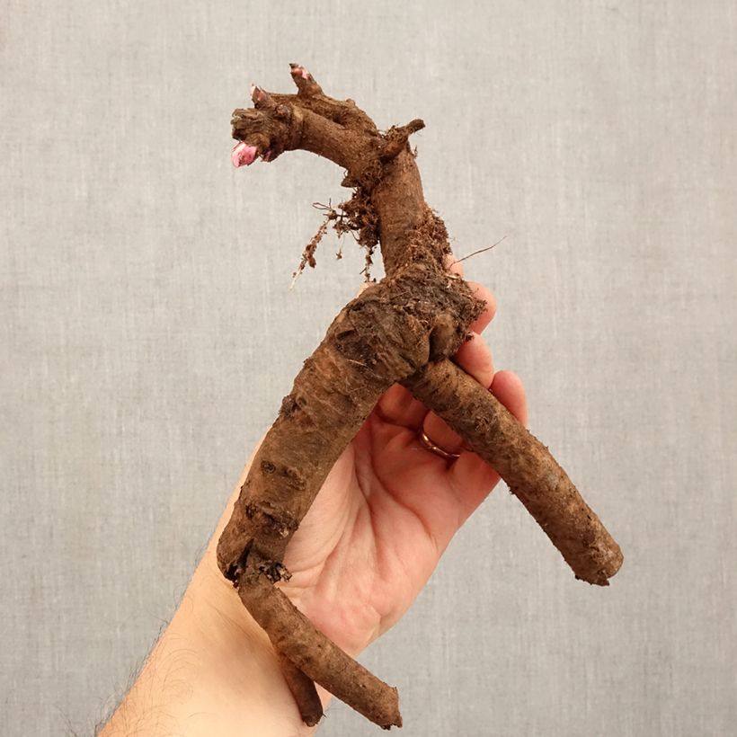 Spécimen de Pivoine Itoh First Arrival Souche 3/5 yeux tel que livré en hiver