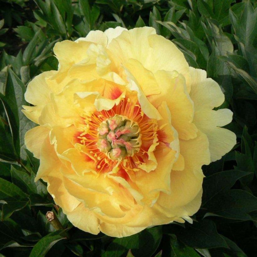 Pivoine Itoh Garden Treasure (Flowering)