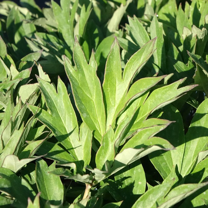 Pivoine Itoh Hillary (Foliage)