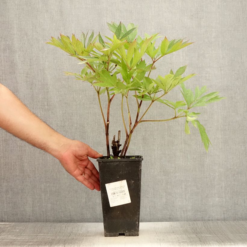 Spécimen de PIvoine Itoh Julia Rose Pot de 2L/3L tel que livré en été