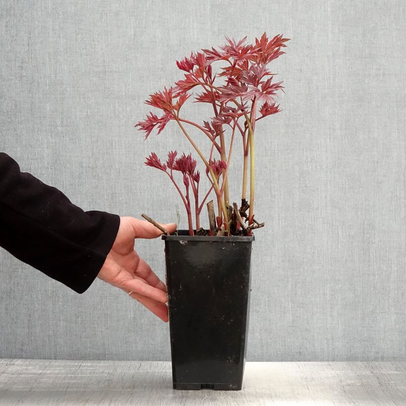 Example of PIvoine Itoh Julia Rose Pot de 2L/3L as you get in printemps