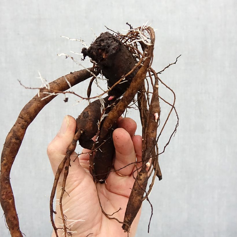 Example of PIvoine Itoh Julia Rose Souche 3/5 yeux as you get in hiver