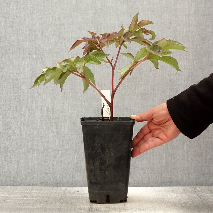 Spécimen de Pivoine 'Itoh Morning Lilac' - Souche de 3 à 5 yeux Pot de 3L/4L tel que livré au printemps