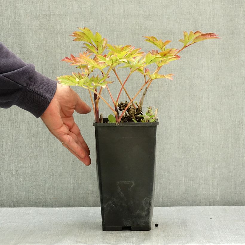 Spécimen de Pivoine Itoh Old Rose Dandy Pot de 3L/4L tel que livré en été