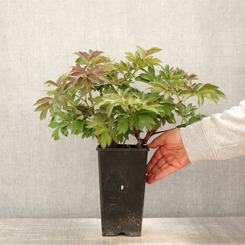 Example of Pivoine Itoh Old Rose Dandy Pot de 3L/4L as you get in printemps