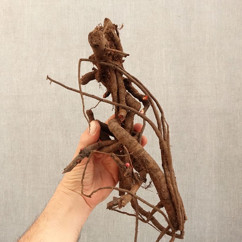 Example of Pivoine Itoh Old Rose Dandy Souche 3/5 yeux as you get in hiver