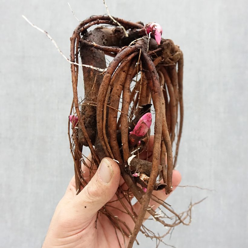 Example of PIvoine Itoh Pastel Splendor Souche 3/5 yeux as you get in hiver