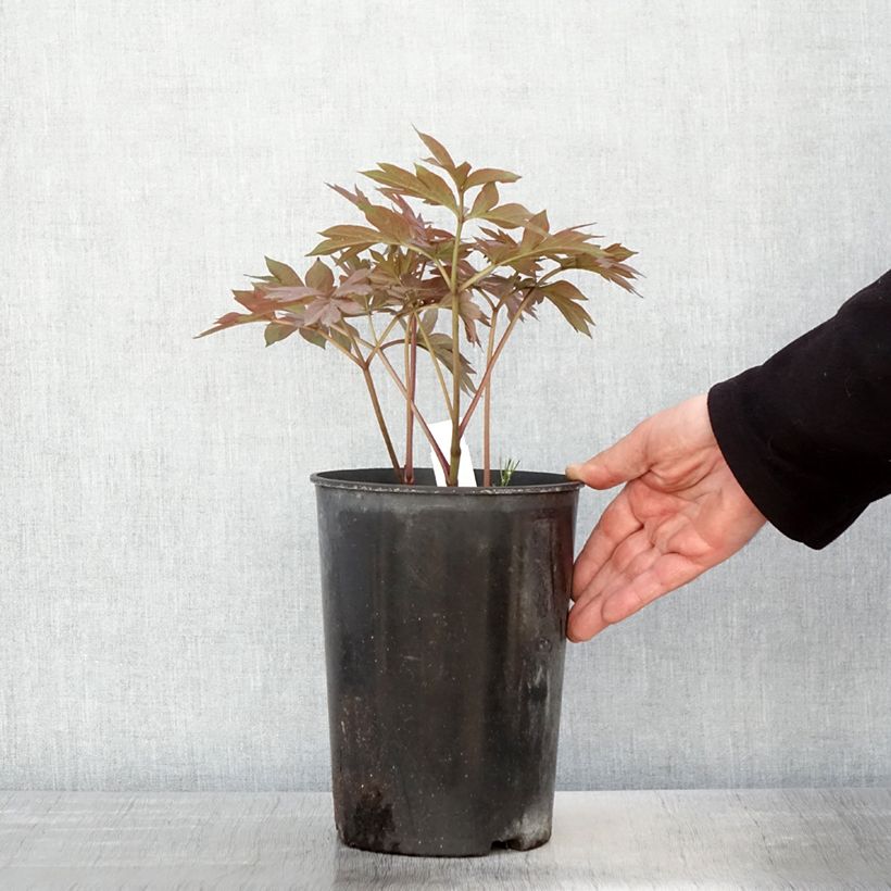 Example of PIvoine Itoh Pastel Splendor Pot de 2L/3L as you get in printemps