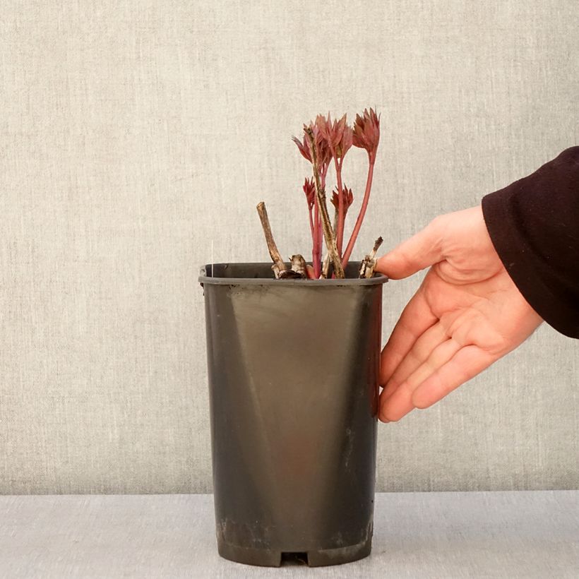 Spécimen de Pivoine Itoh Scarlet Heaven Pot de 2L/3L tel que livré au printemps