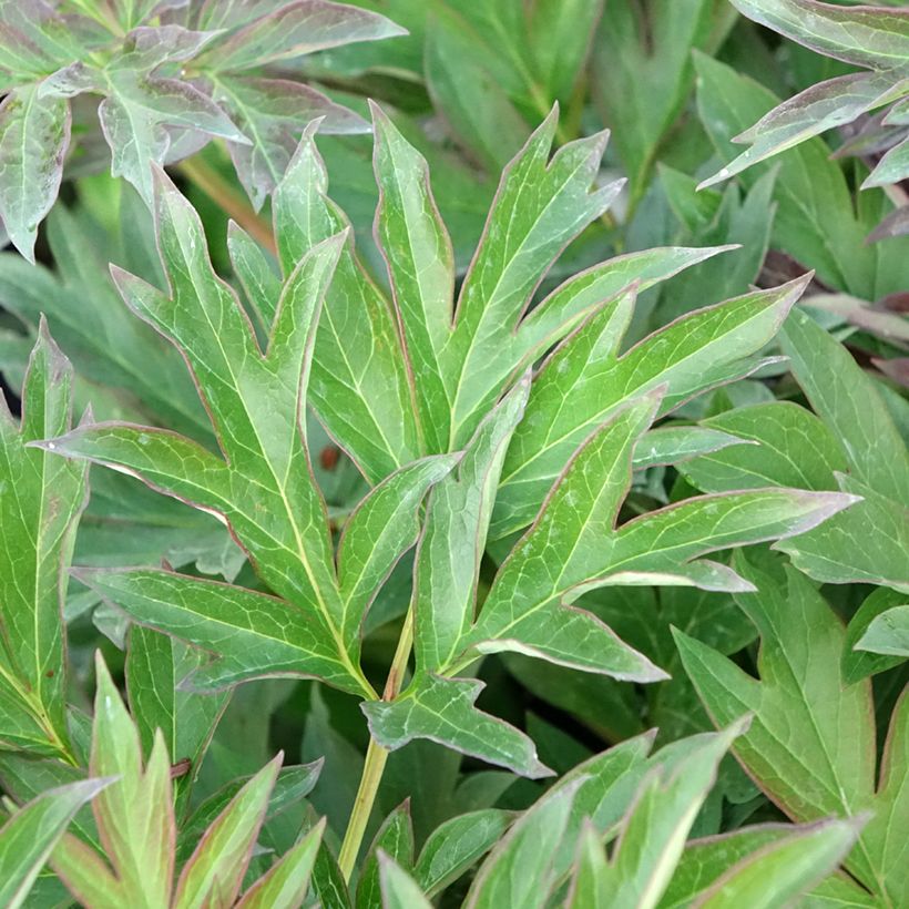 Pivoine itoh Viking Full Moon  (Feuillage)