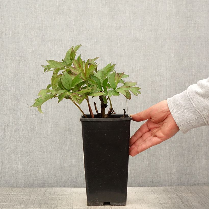 Spécimen de Pivoine itoh Viking Full Moon  Pot de 3L/4L tel que livré au printemps