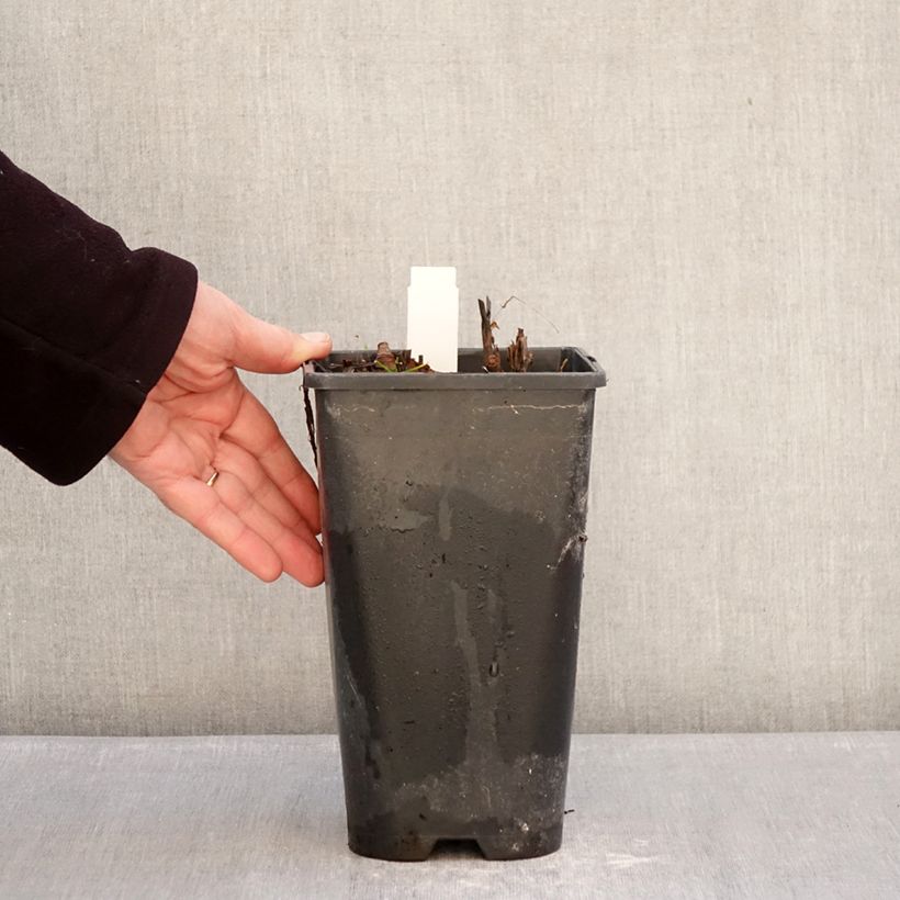 Example of Pivoine itoh Yellow Crown  Pot de 3L/4L as you get in hiver