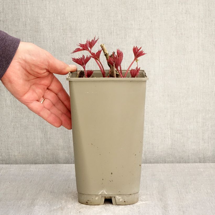 Spécimen de Pivoine itoh Yellow Crown  Pot de 3L/4L tel que livré au printemps