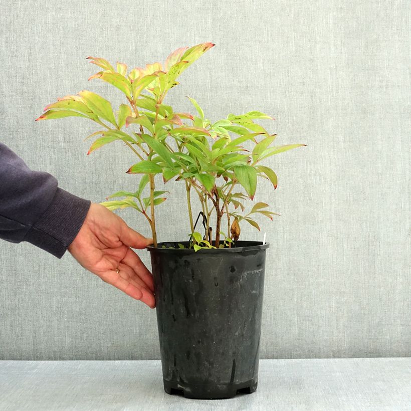 Spécimen de Pivoine lactiflora Adolphe Rousseau Pot de 3L/4L tel que livré en été