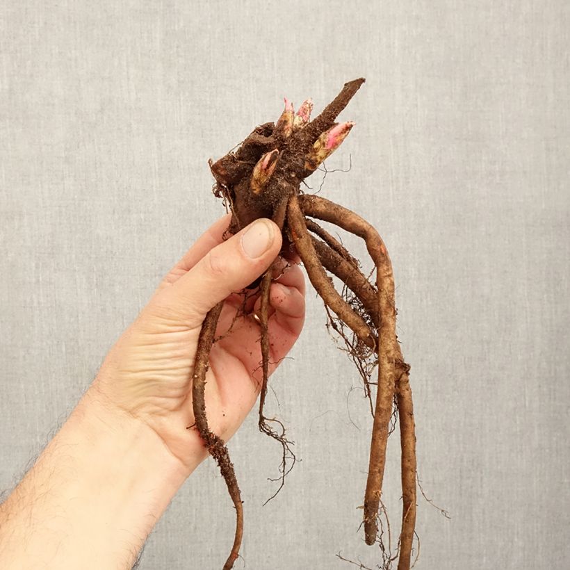 Spécimen de Pivoine lactiflora Adolphe Rousseau Souche 3/5 yeux tel que livré en hiver