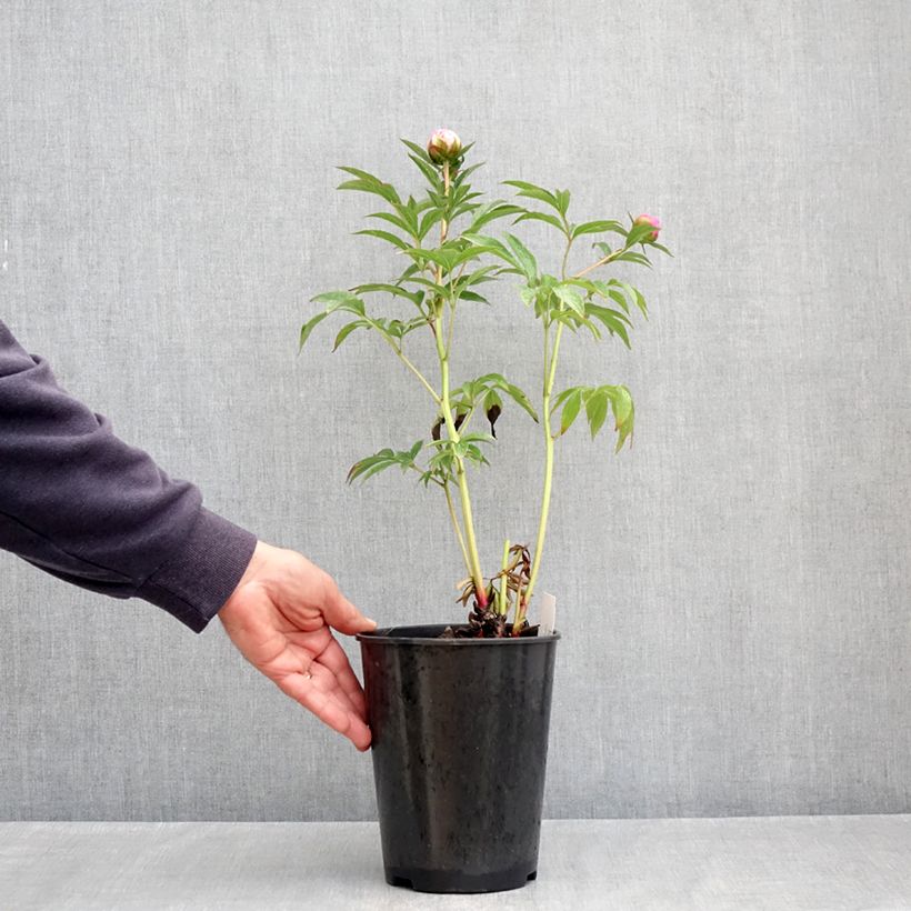Spécimen de Pivoine lactiflora Albert Crousse  Pot de 3L/4L tel que livré au printemps