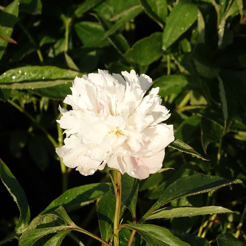 Pivoine lactiflora Alertie (Flowering)
