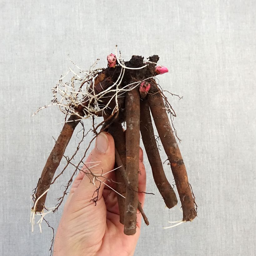 Example of Pivoine lactiflora Alertie Souche 3/5 yeux as you get in hiver