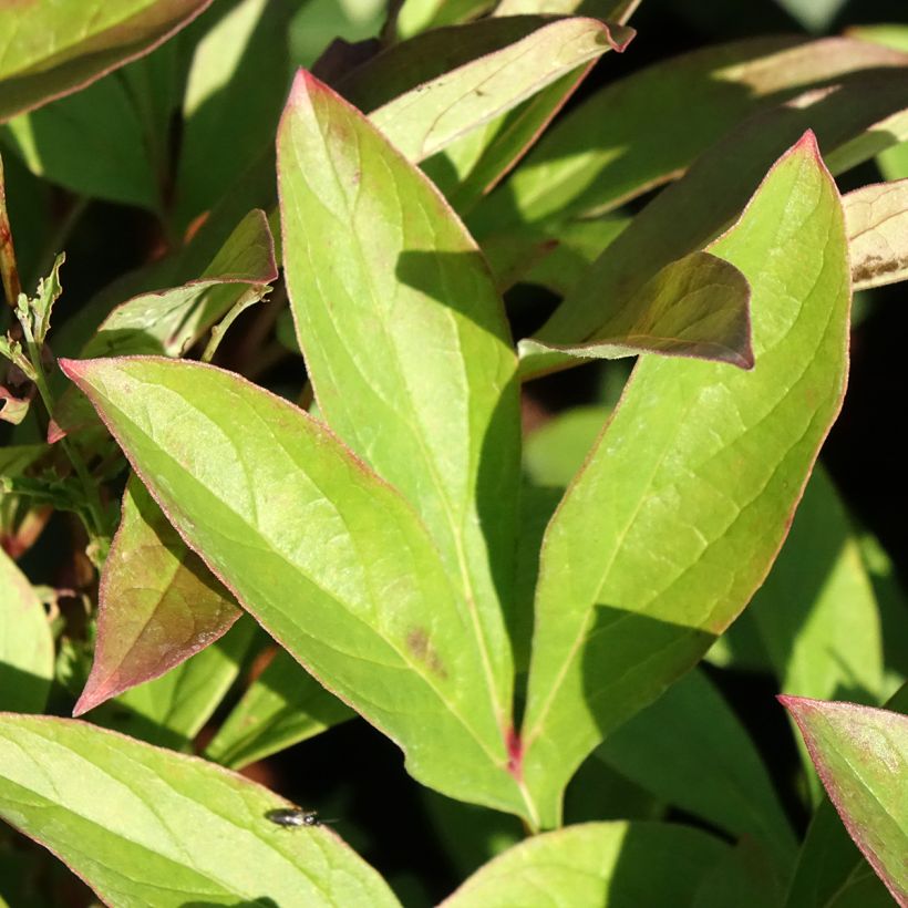 Pivoine lactiflora Amabilis (Feuillage)
