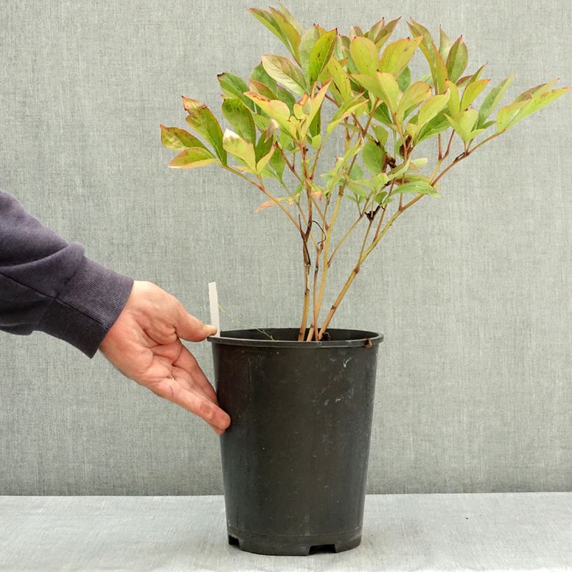 Spécimen de Pivoine lactiflora Amabilis Pot de 3L/4L tel que livré en été