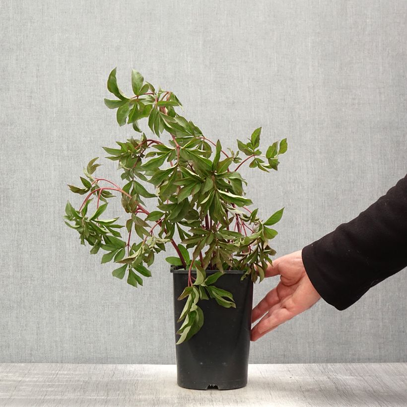 Example of Pivoine lactiflora Bouquet Perfect Pot de 3L/4L as you get in printemps