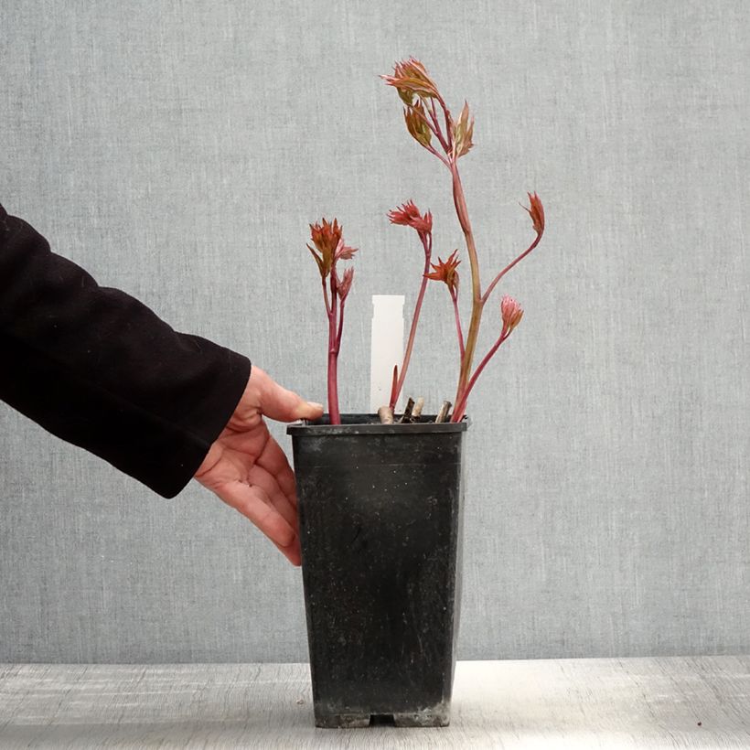 Example of Pivoine lactiflora Bowl of Beauty Pot de 3L/4L as you get in printemps