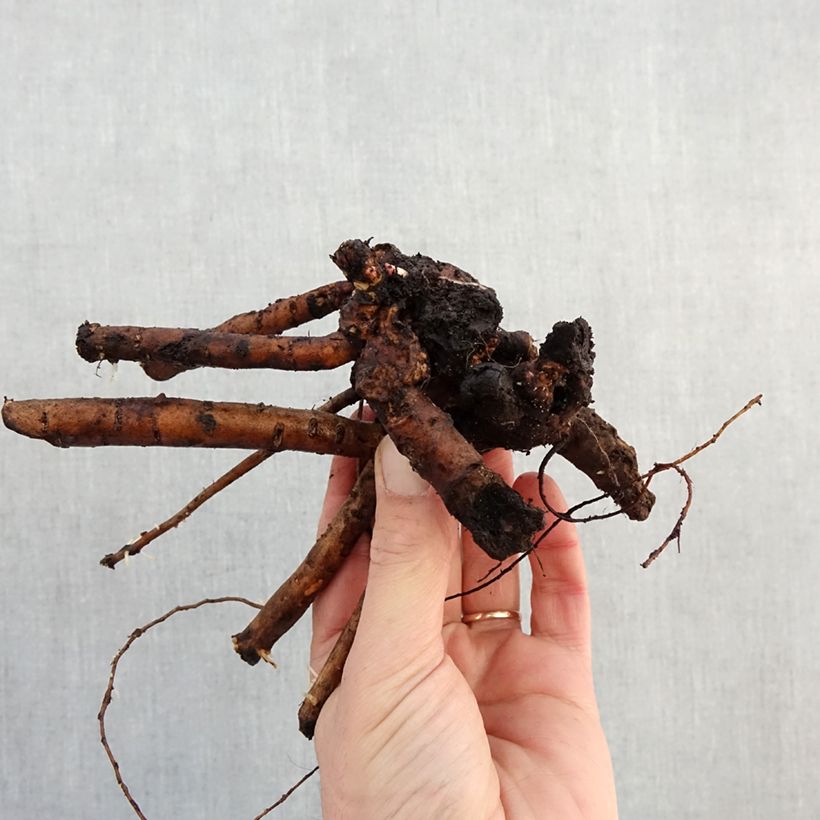 Example of Pivoine lactiflora Bowl of Beauty Souche 3/5 yeux as you get in hiver