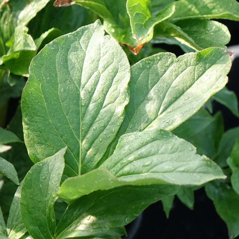 Pivoine lactiflora Buckeye Belle (Foliage)