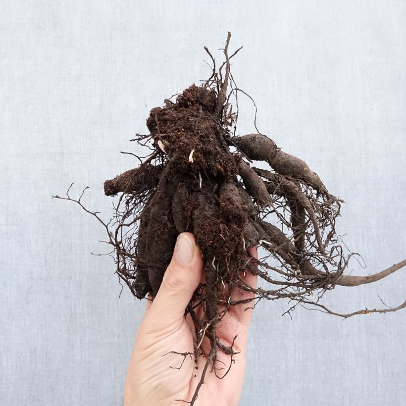 Example of Pivoine lactiflora Buckeye Belle Souche 3/5 yeux as you get in hiver