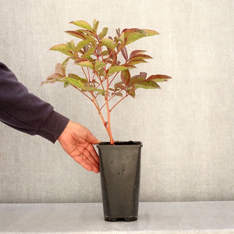 Spécimen de Pivoine lactiflora Carl G. Klehm Pot de 4L/5L tel que livré au printemps